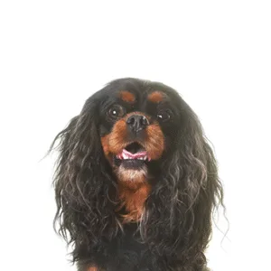 Petland Largo Florida English Toy Spaniel