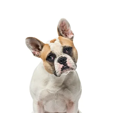Petland Largo Florida French Bulldog