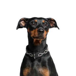Petland Largo Florida German Pinscher