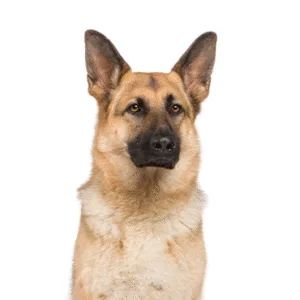 Petland Largo Florida German Shepherd