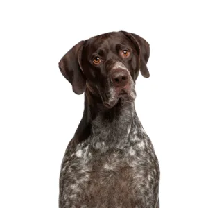 Petland Largo Florida German Shorthaired Pointer