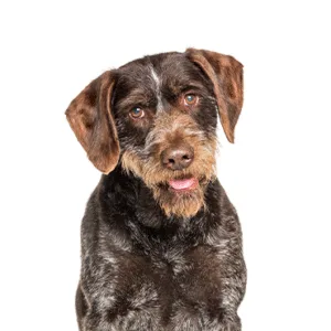 Petland Largo Florida German Wirehaired Pointer
