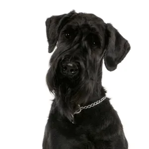 Petland Largo Florida Giant Schnauzer