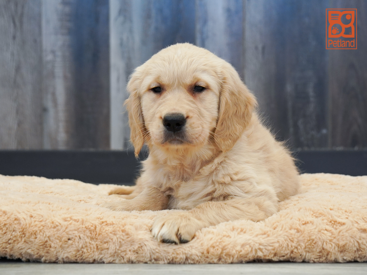 Anna - Golden Retriever