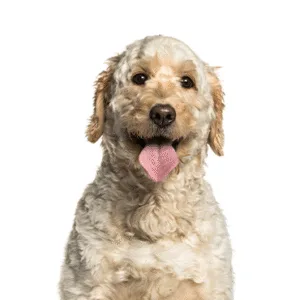 Petland Largo Florida Goldendoodle
