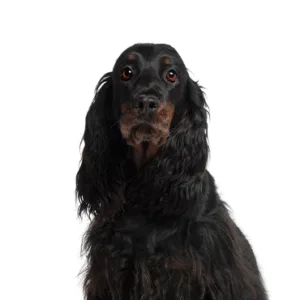 Petland Largo Florida Gordon Setter