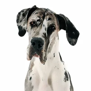 Petland Largo Florida Great Dane