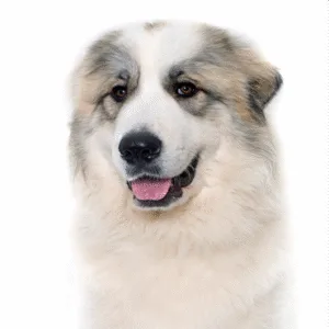Petland Largo Florida Great Pyrenees