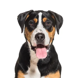 Petland Largo Florida Great Swiss Mountain Dog