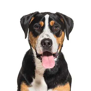 Petland Largo Florida Great Swiss Mountain Dog