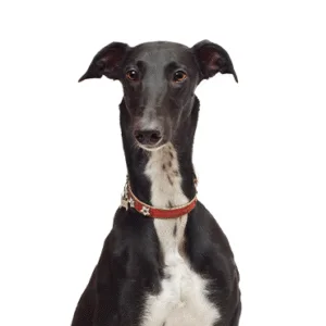 Petland Largo Florida Greyhound
