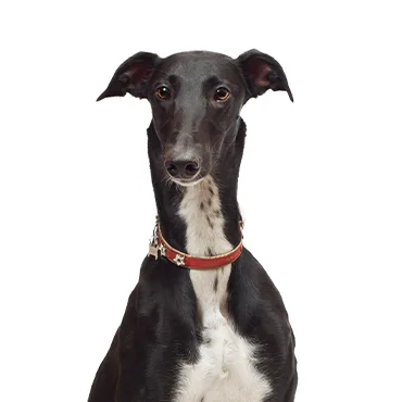 Petland Largo Florida Greyhound