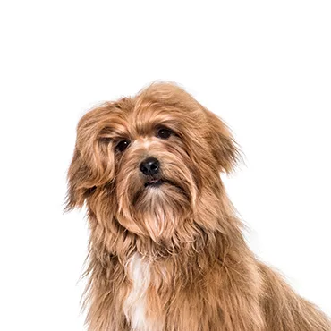 Petland Largo Florida Havanese