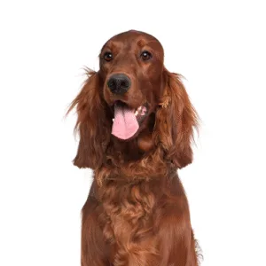 Petland Largo Florida Irish Setter