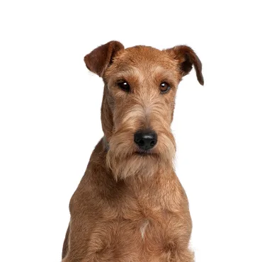 Petland Largo Florida Irish Terrier