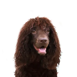 Petland Largo Florida Irish Water Spaniel