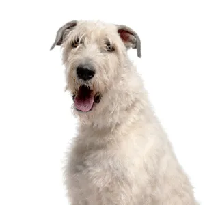 Petland Largo Florida Irish Wolfhound