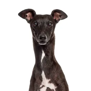 Petland Largo Florida Italian Greyhound