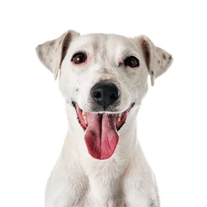 Petland Largo Florida Jack Russell Terrier