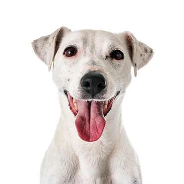 Petland Largo Florida Jack Russell Terrier