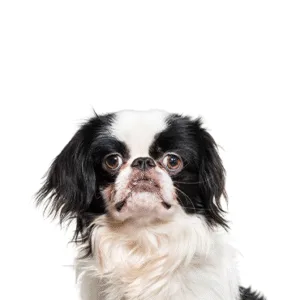 Petland Largo Florida Japanese Chin