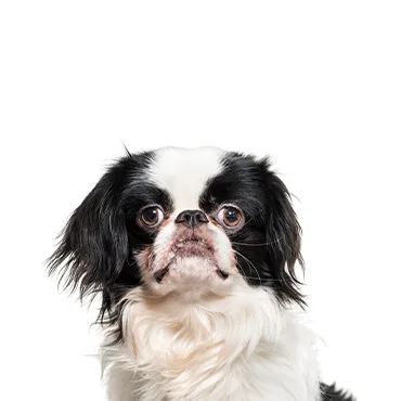 Petland Largo Florida Japanese Chin