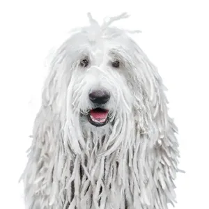 Petland Largo Florida Komondor