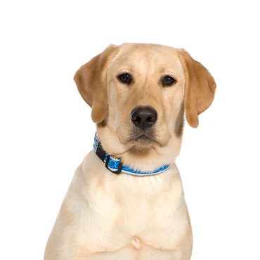 Petland Largo Florida Labrador Retriever