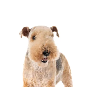 Petland Largo Florida Lakeland Terrier