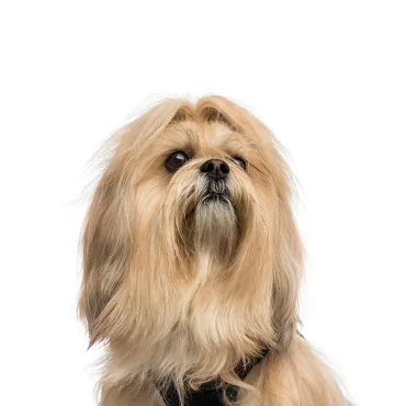 Petland Largo Florida Lhasa Apso