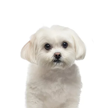 Petland Largo Florida Maltese