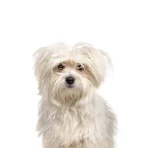 Petland Largo Florida Maltipom