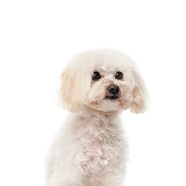 Petland Largo Florida Maltipoo