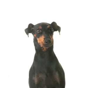 Petland Largo Florida Manchester Terrier