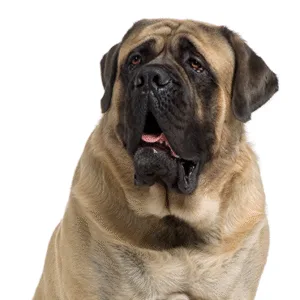 Petland Largo Florida Mastiff