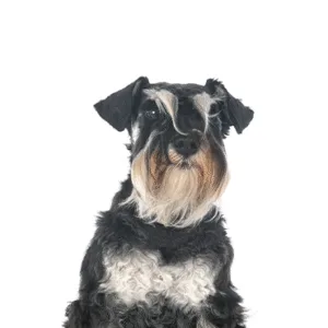 Petland Largo Florida Miniature Schnauzer