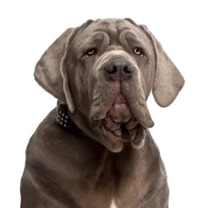 Petland Largo Florida Neapolitan Mastiff