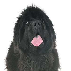 Petland Largo Florida Newfoundland
