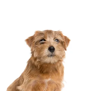Petland Largo Florida Norfolk Terrier