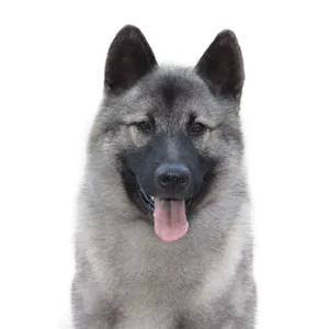 Petland Largo Florida Norwegian Elkhound