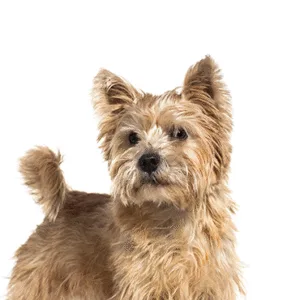 Petland Largo Florida Norwich Terrier