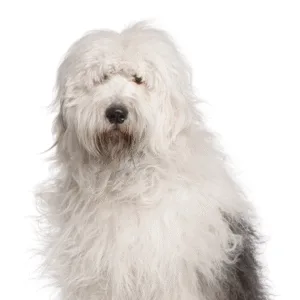Petland Largo Florida Old English Sheepdog