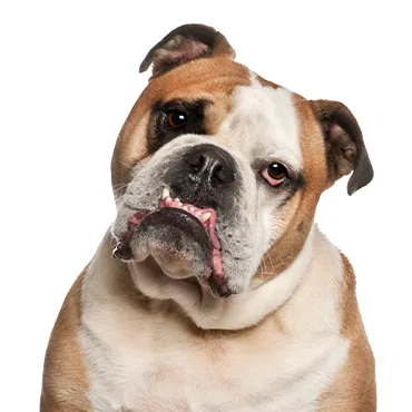 Petland Largo Florida Olde English Bulldogge