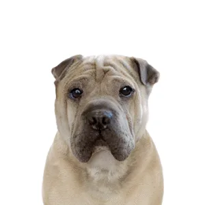 Petland Largo Florida Ori Pei