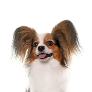 Petland Largo Florida Papillon