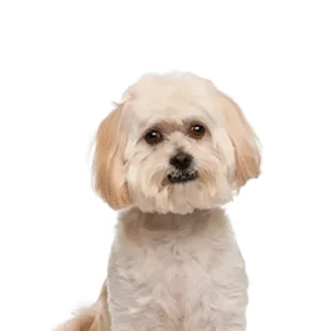 Petland Largo Florida Peekapoo