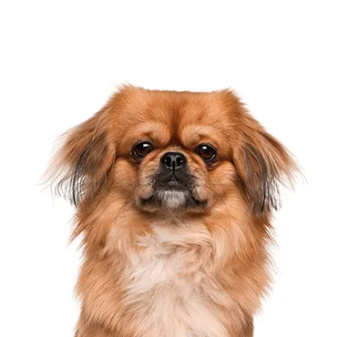 Petland Largo Florida Pekingese