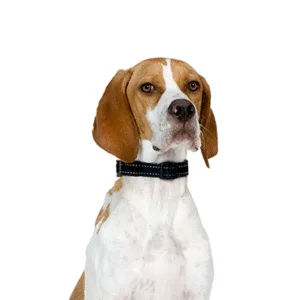 Petland Largo Florida Pointer
