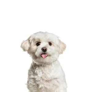 Petland Largo Florida Pomapoo