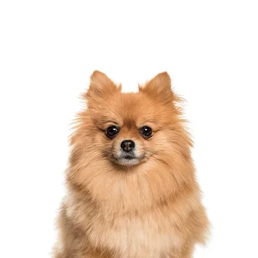Petland Largo Florida Pomeranian